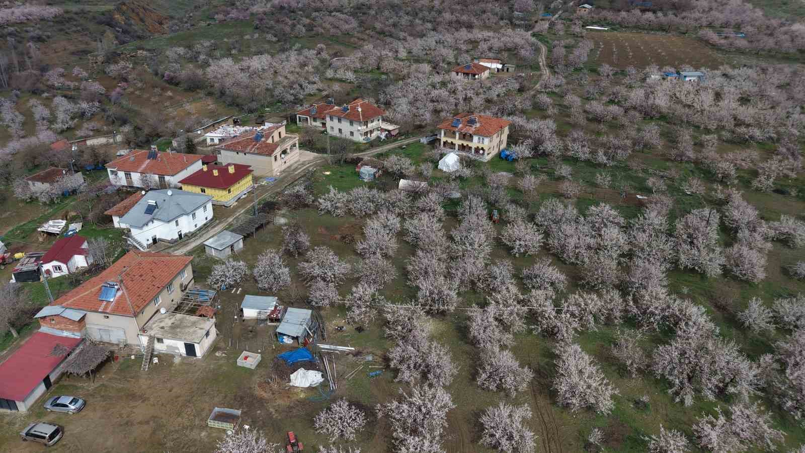 Kayısı bahçeleri beyaza büründü, ortaya eşsiz manzaralar çıktı
