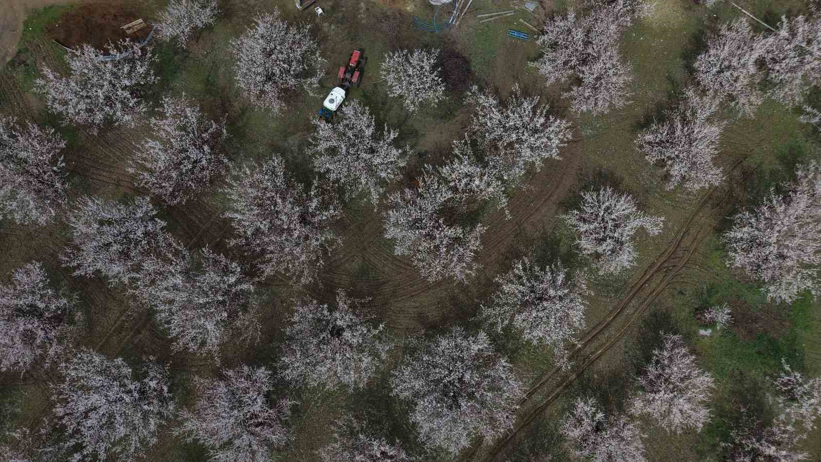 Kayısı bahçeleri beyaza büründü, ortaya eşsiz manzaralar çıktı
