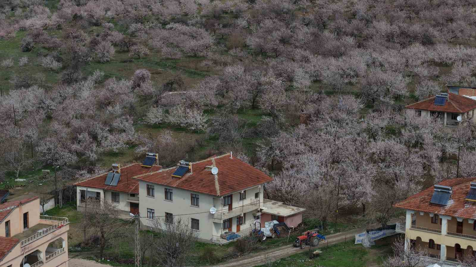 Kayısı bahçeleri beyaza büründü, ortaya eşsiz manzaralar çıktı
