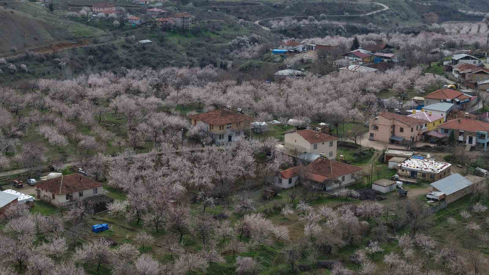 Kayısı bahçeleri beyaza büründü, ortaya eşsiz manzaralar çıktı
