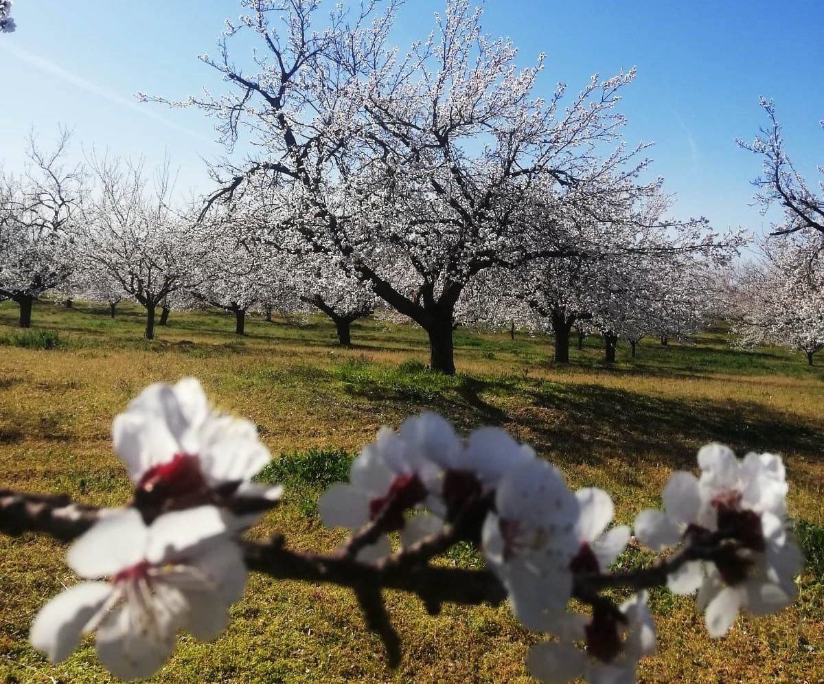 Kayısı bahçelerinde "zemzemli" ilaçlama

