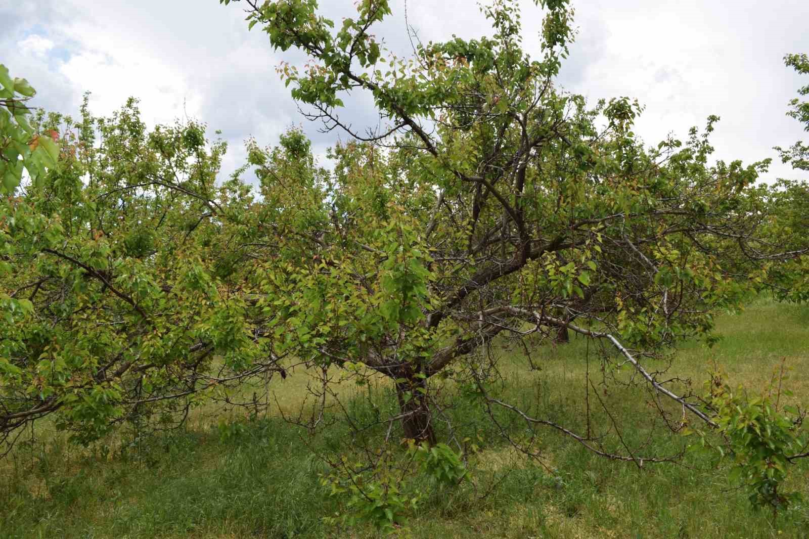 Kayısı üreticilerine monilya hastalığı uyarısı
