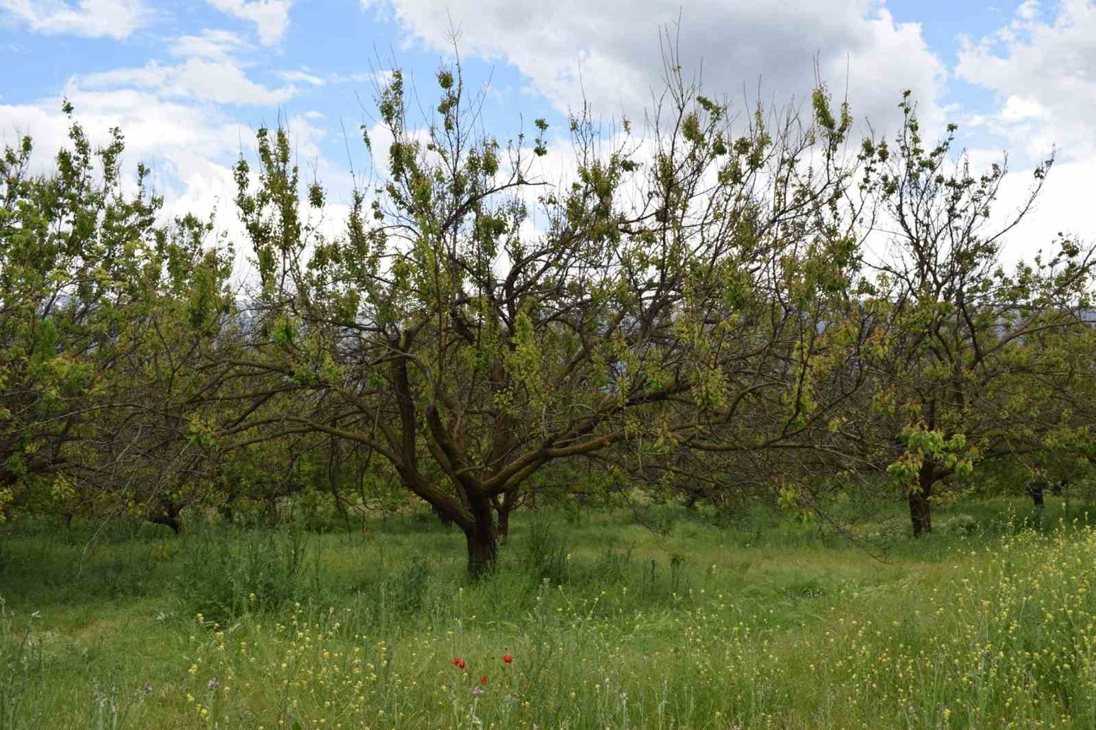 Kayısı üreticilerine monilya hastalığı uyarısı

