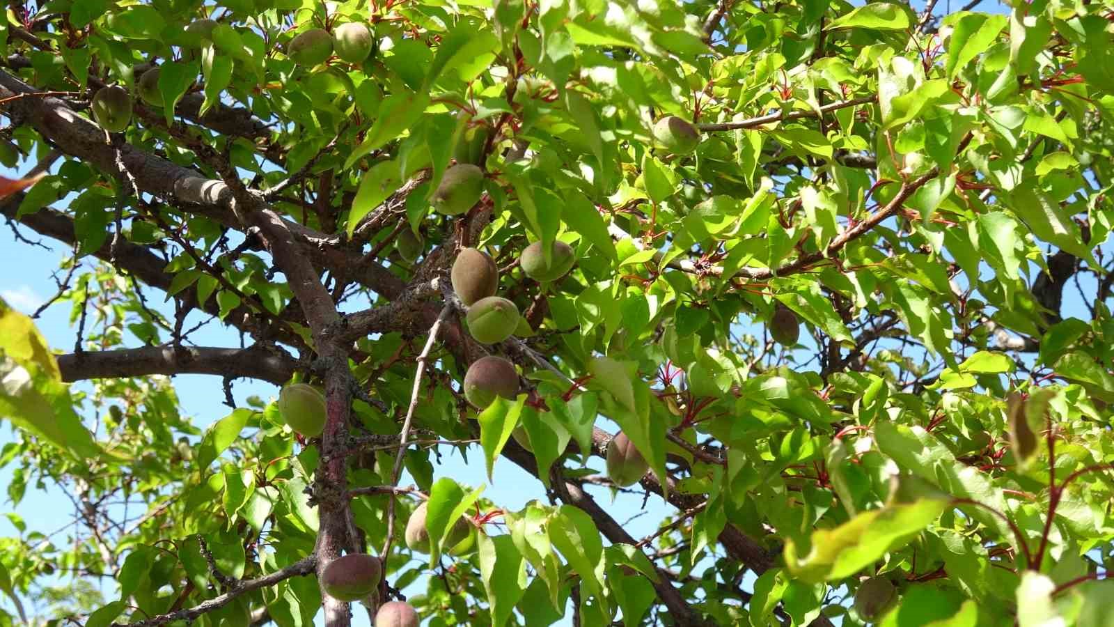 Kayısıda çağla dönemi
