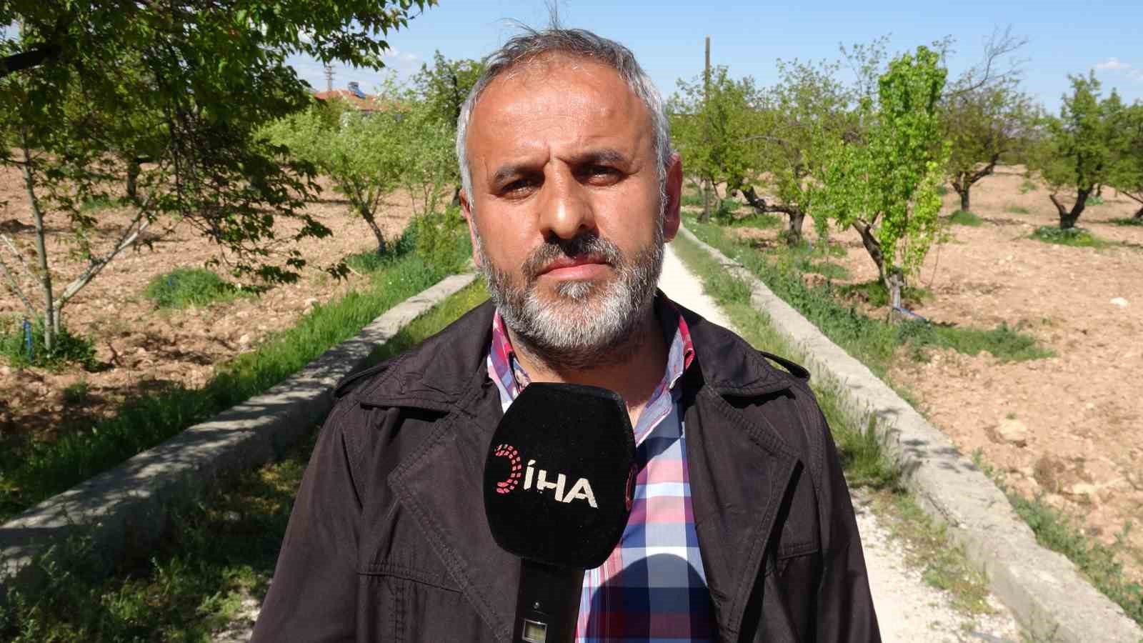 Kayısıda çağla dönemi
