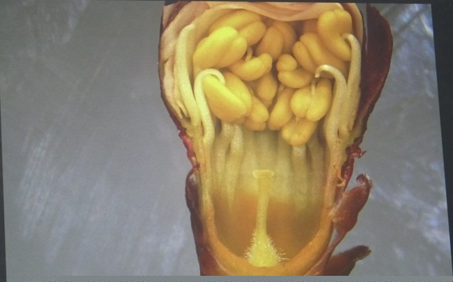 Kayısıda hasat sonrası sulama uyarısı
