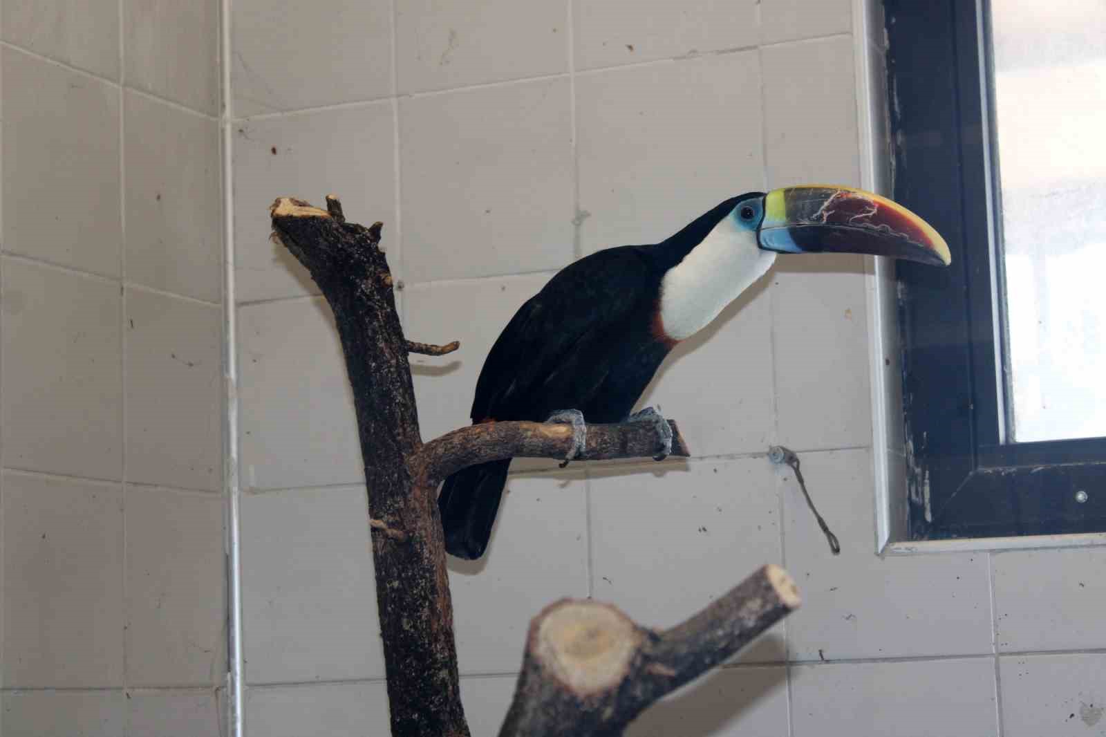 Kayseri Hayvanat Bahçesi’nde tropikal iklim hayvanları özel sistemlerle ısıtılıyor

