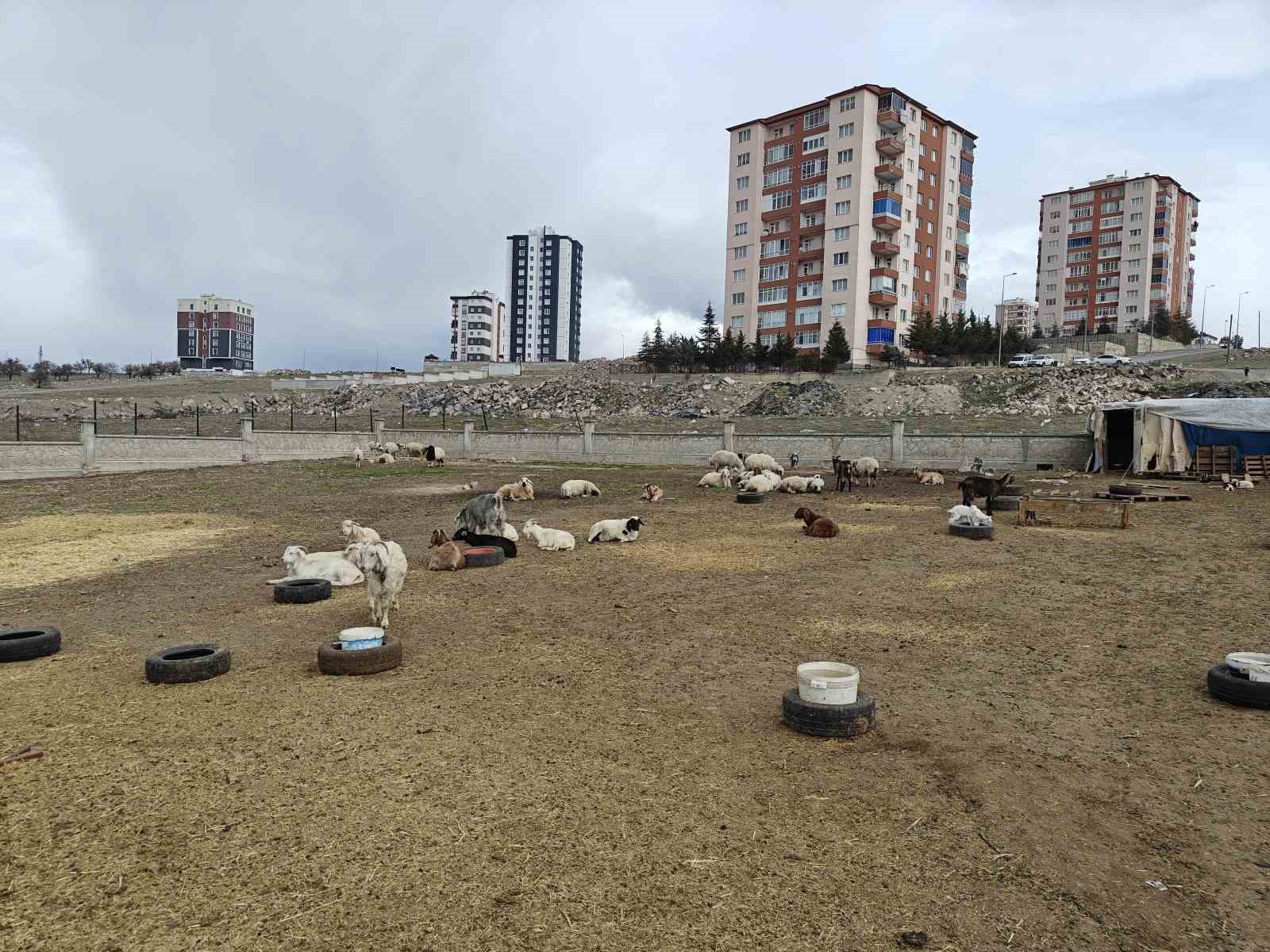 Kayseri’de ahıra hayvan saldırdı: 6 keçi telef 5 keçi kayıp
