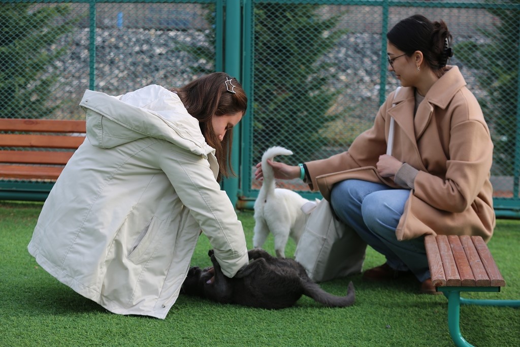 Kayseri’de ilk ve tek küçük dostları Kedi Kasabası, ziyaretçi rekoru kırıyor
