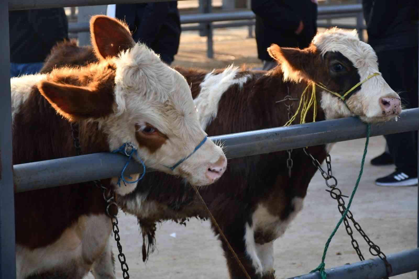 Kayseri’de Kurbanlık Tavsiye Fiyatları açıklandı
