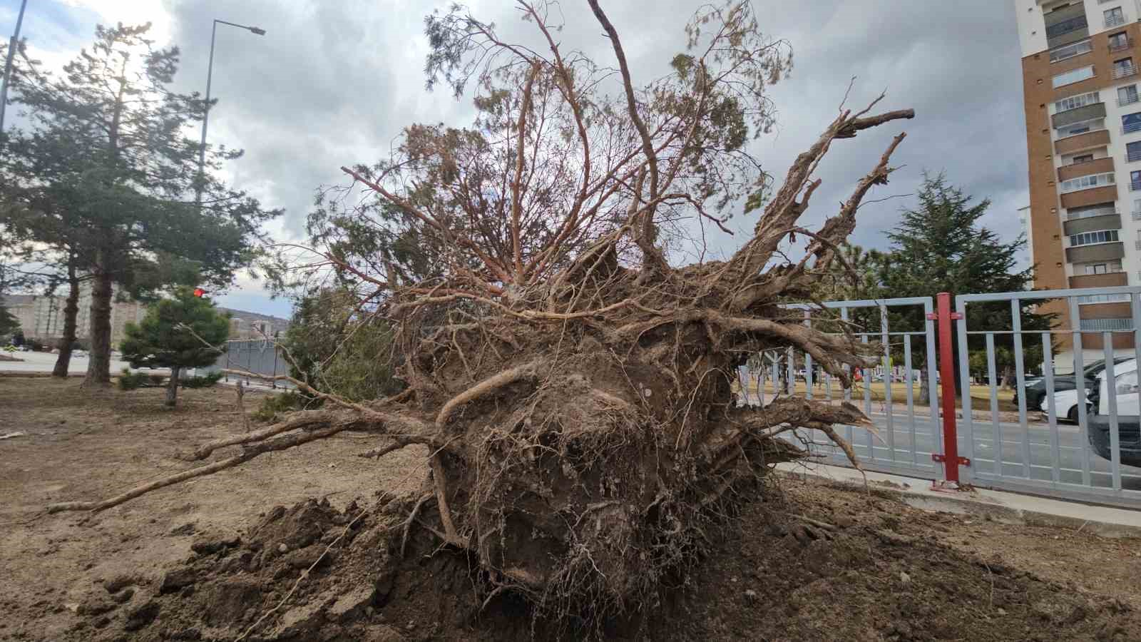 Kayseri’de şiddetli rüzgar ağacı kökünden söktü
