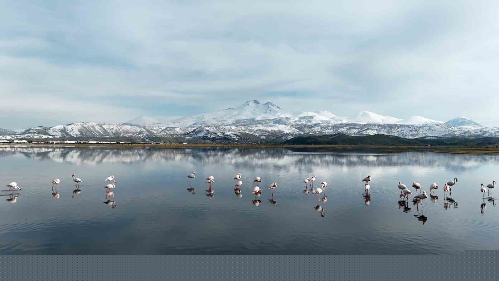 Kayseri’nin ilk flamingo kafilesi geldi
