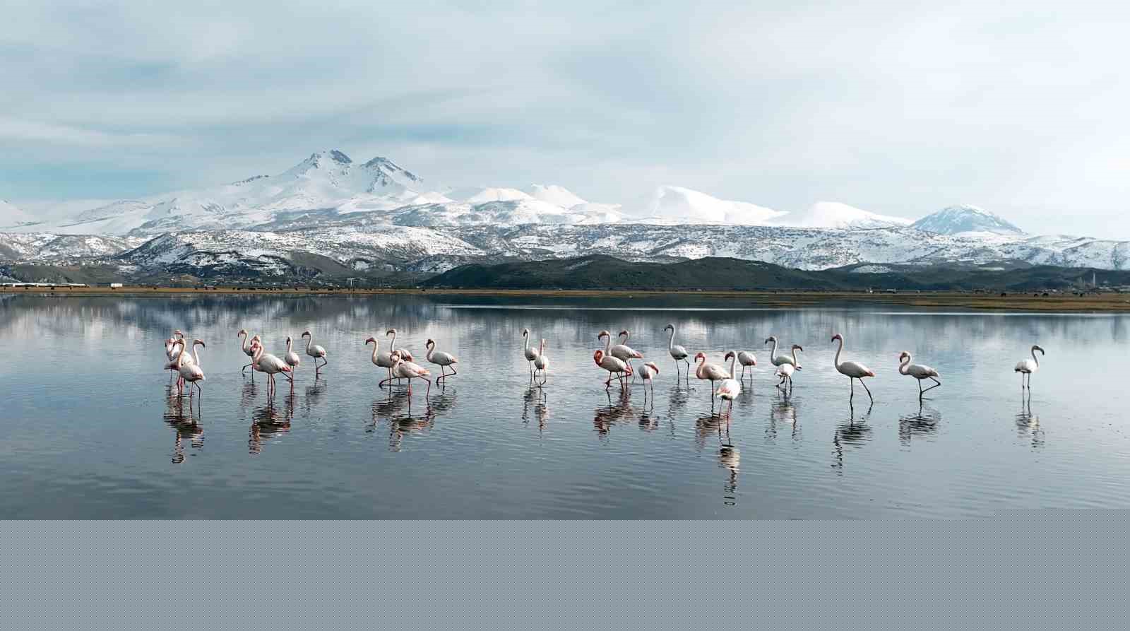 Kayseri’nin ilk flamingo kafilesi geldi
