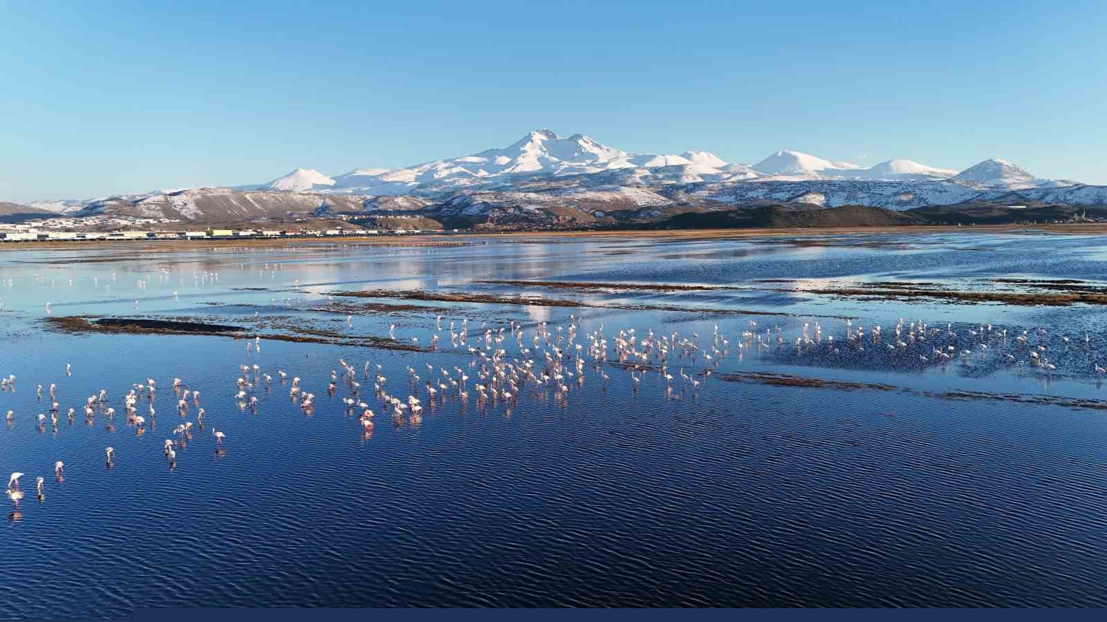 Kayseri’nin ilk flamingo kafilesi geldi
