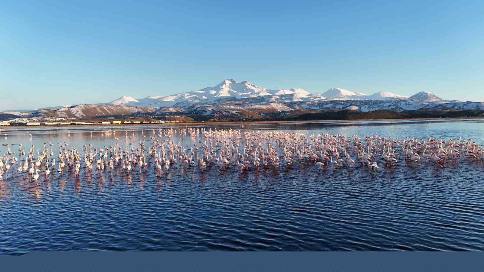 Kayseri’nin ilk flamingo kafilesi geldi
