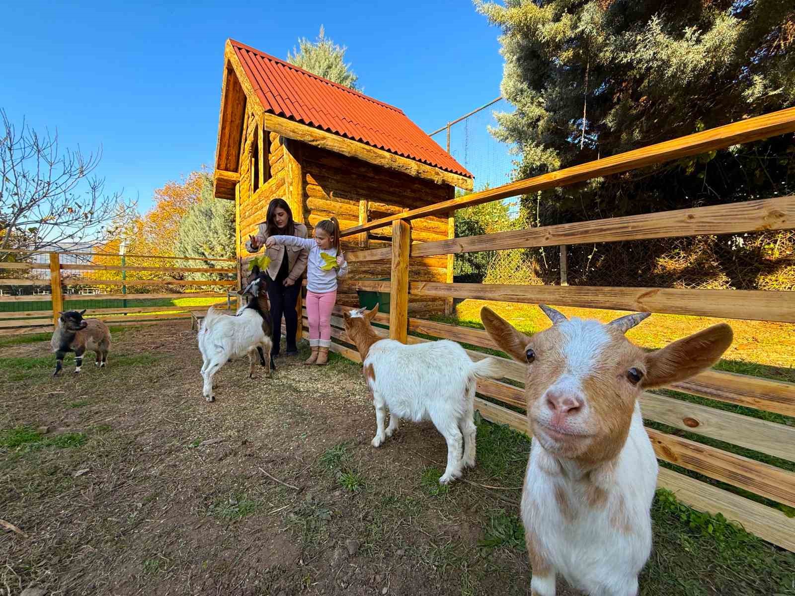 Keçi, ördek, tavuk, tavşan: Hepsinin görevi "Çok özel"
