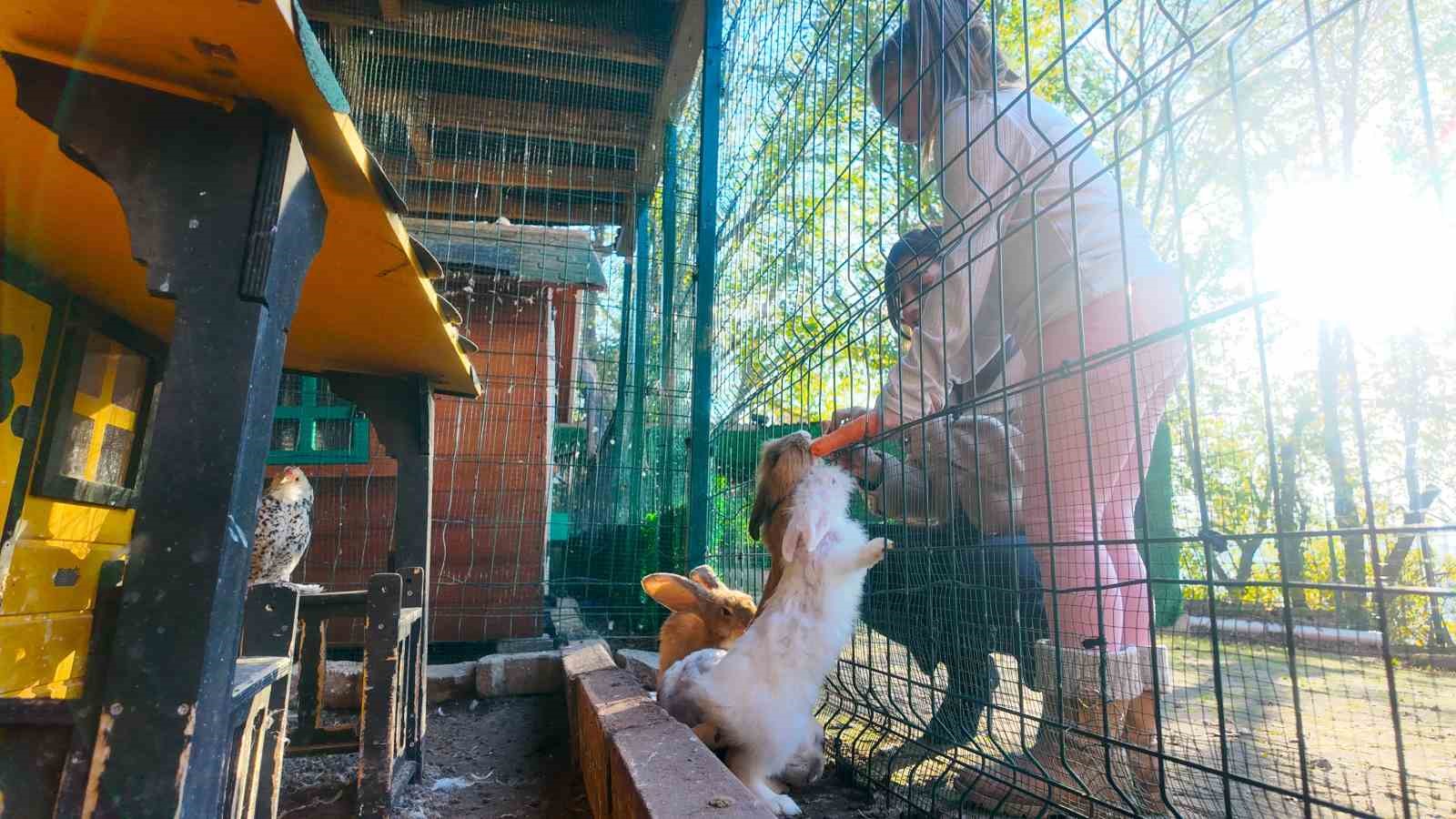 Keçi, ördek, tavuk, tavşan: Hepsinin görevi "Çok özel"
