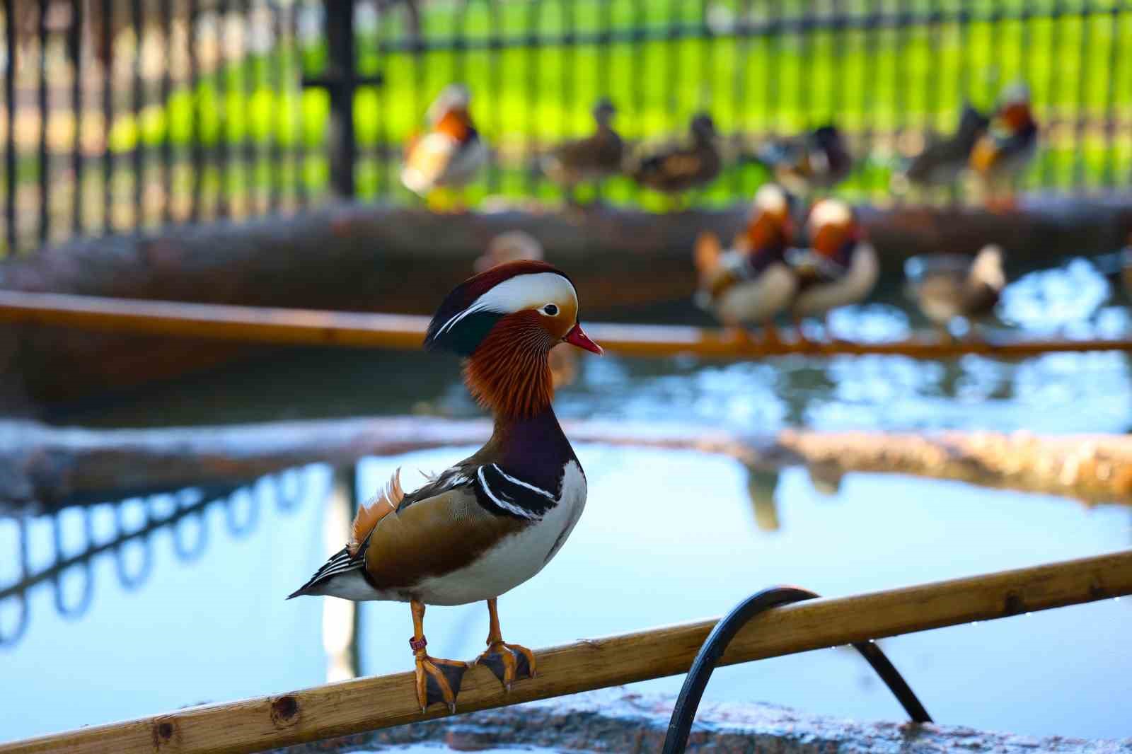 Keçi, ördek, tavuk, tavşan: Hepsinin görevi "Çok özel"
