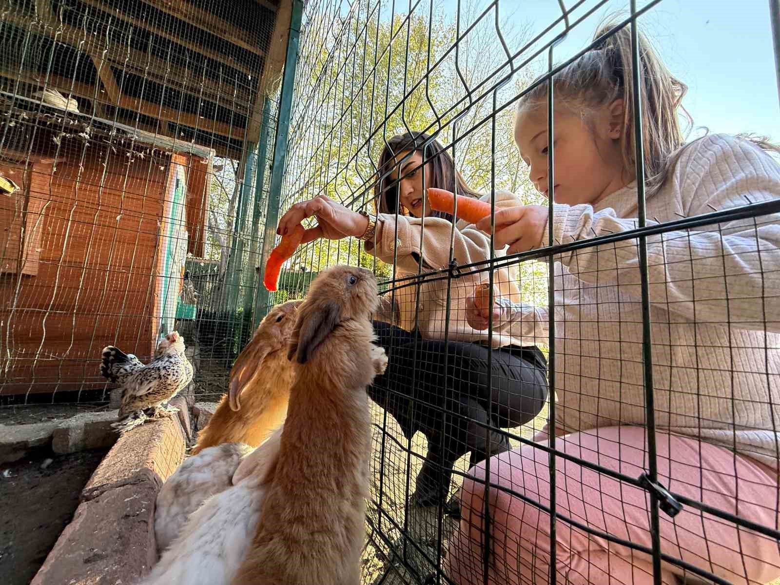 Keçi, ördek, tavuk, tavşan: Hepsinin görevi "Çok özel"
