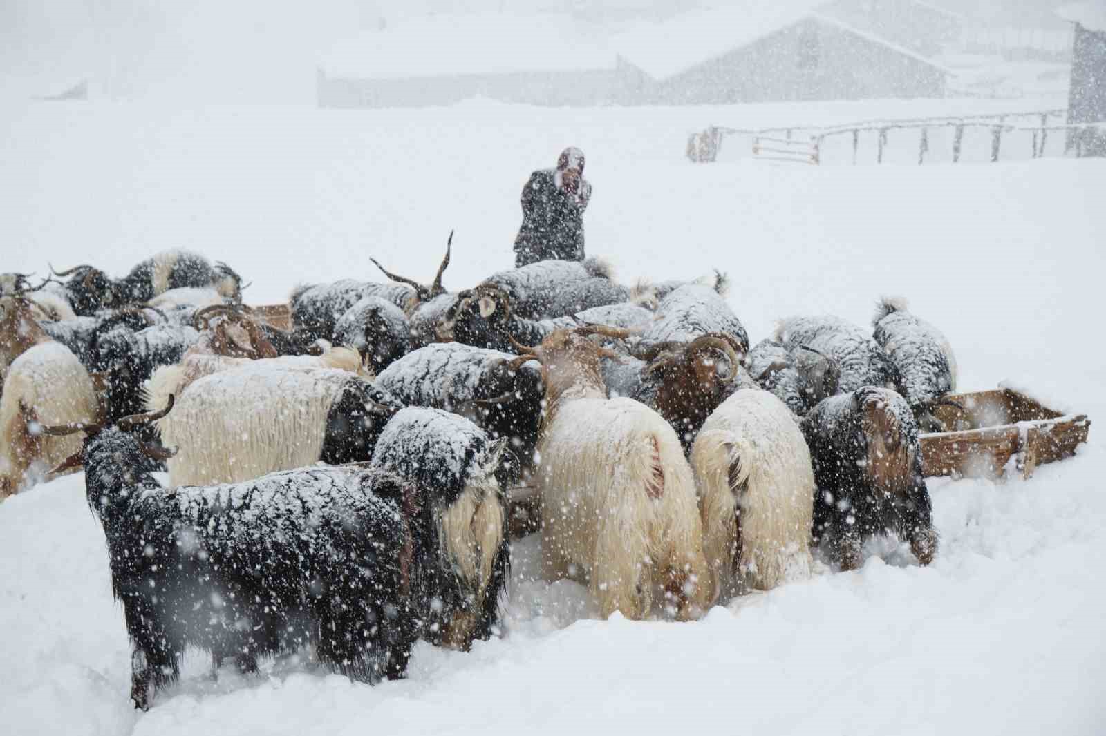 Keçi sürüsü 4 saatlik zorlu yolculukla köye ulaştırıldı

