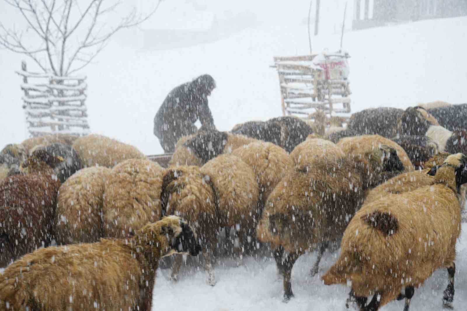 Keçi sürüsü 4 saatlik zorlu yolculukla köye ulaştırıldı
