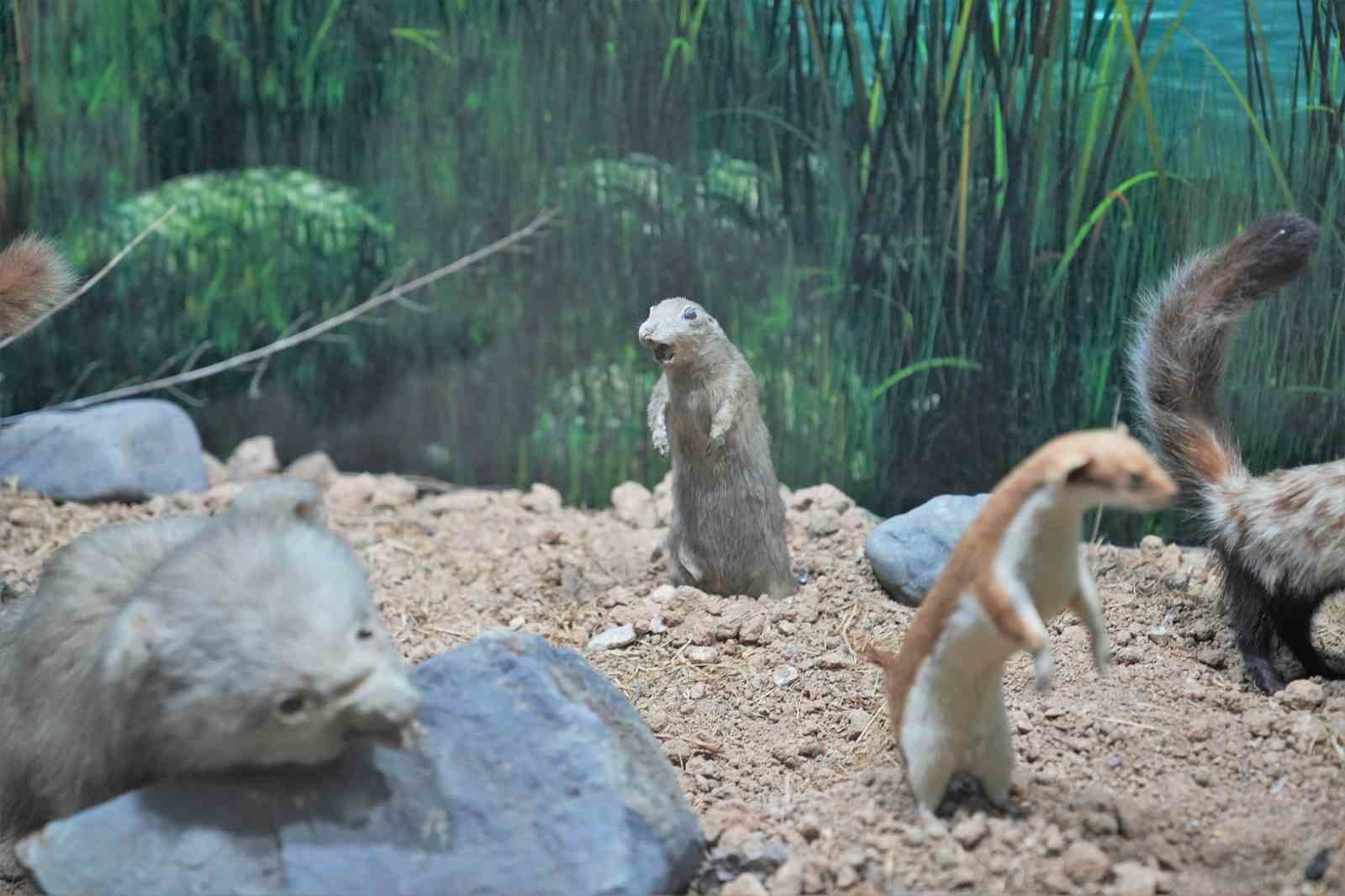 Keçiörenli minikler tabiat tarihiyle buluştu
