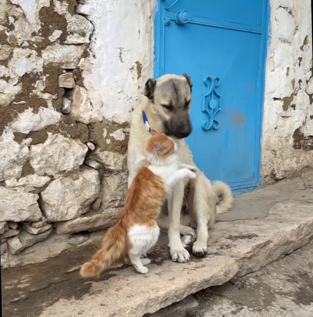 Kedi ile Kangal köpeklerinin dostluğu görenleri şaşırtıyor

