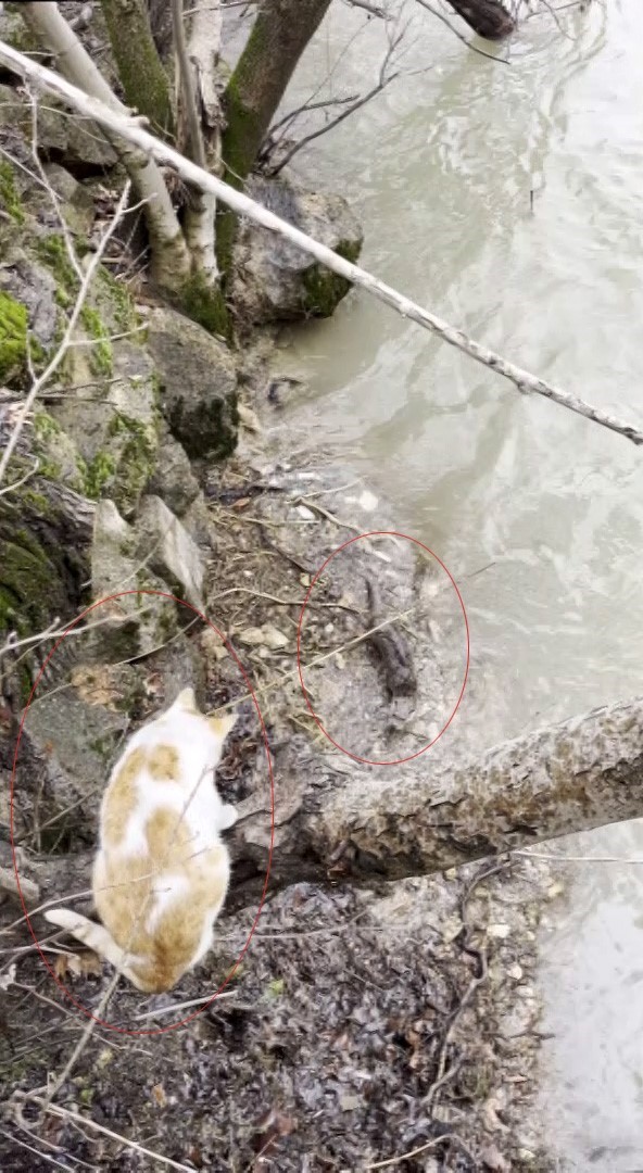 Kedi ile su samurunun saklambaç oyunu kameraya yansıdı
