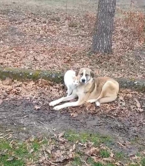 Kedi ve köpeğin dostluğu yüzleri güldürdü

