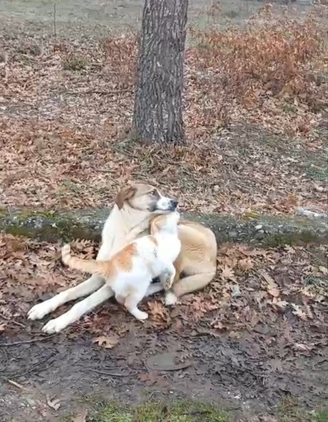 Kedi ve köpeğin dostluğu yüzleri güldürdü
