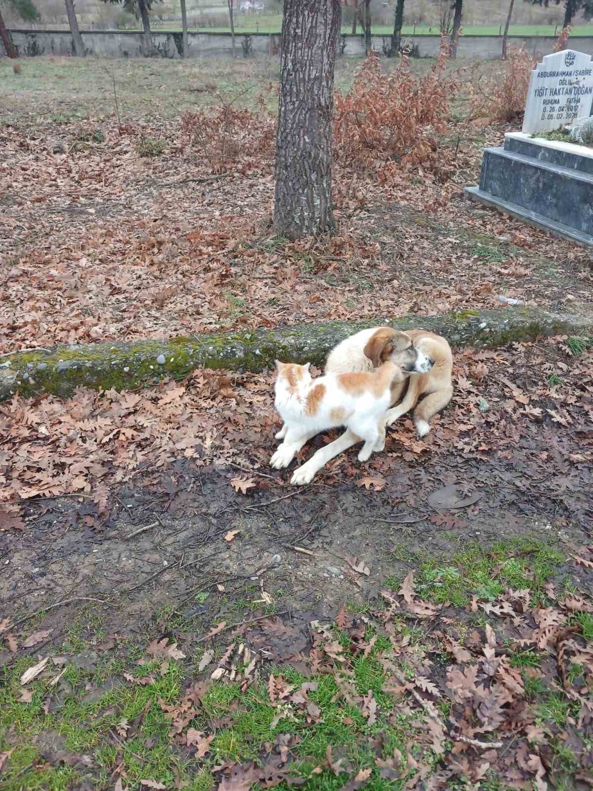 Kedi ve köpeğin dostluğu yüzleri güldürdü
