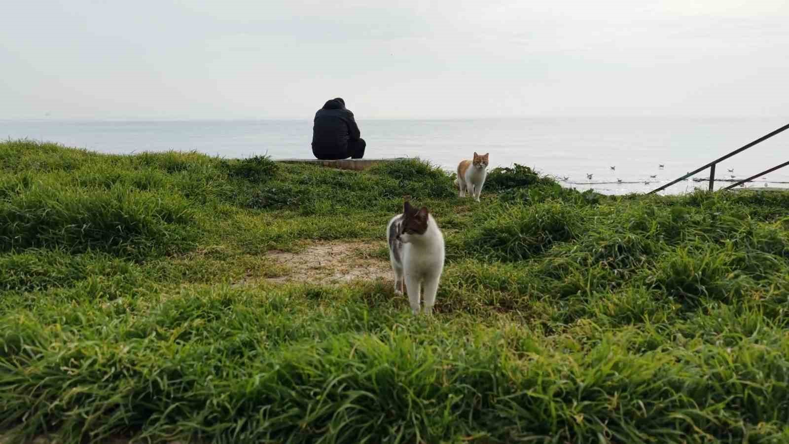 Kediler dronu fare sandı, ortaya renkli görüntüler çıktı
