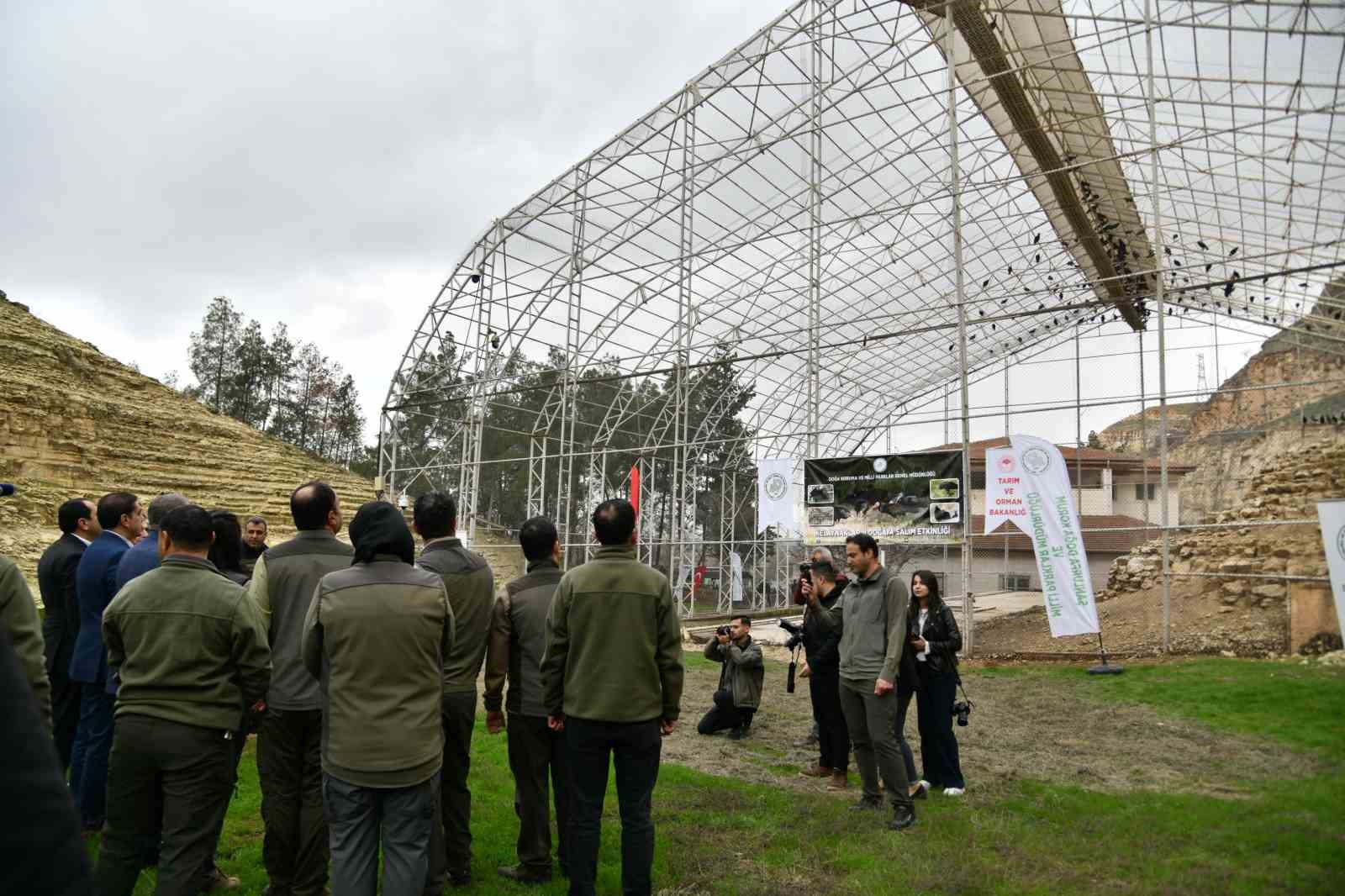Kelaynaklar doğaya salındı
Kelaynaklar doğaya salındı