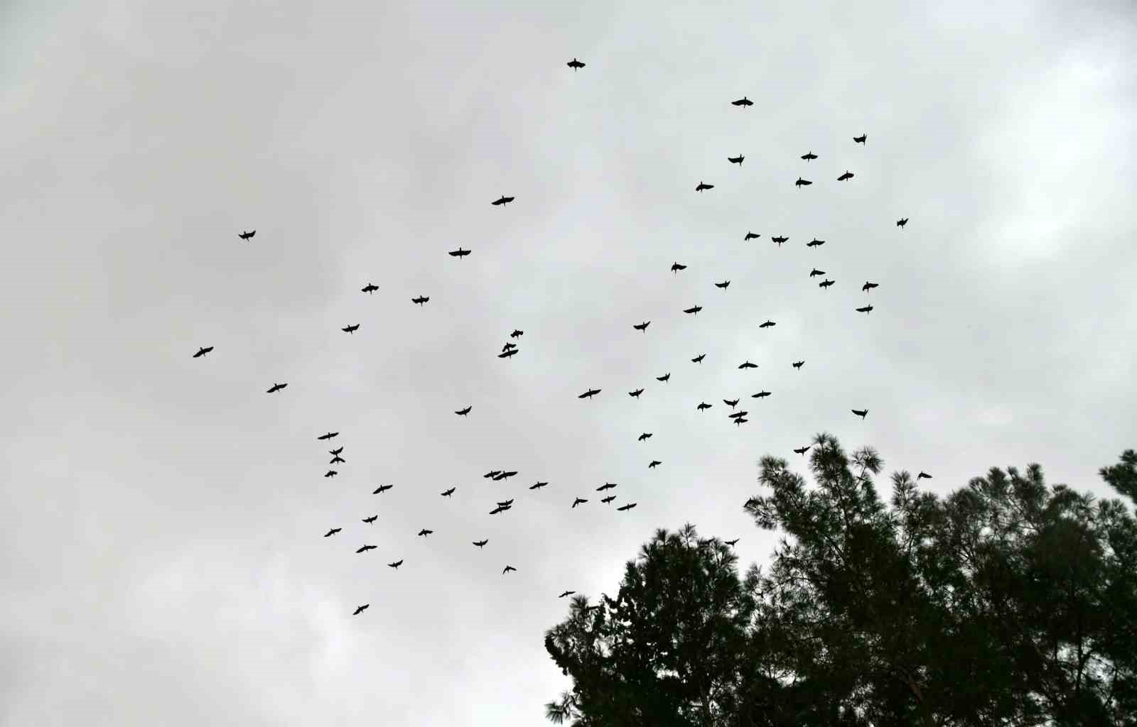 Kelaynaklar doğaya salındı
Kelaynaklar doğaya salındı