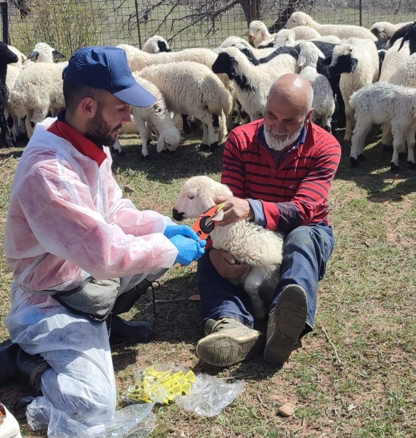 Kemah’ta küçükbaş hayvanlar aşılanarak küpeleniyor
