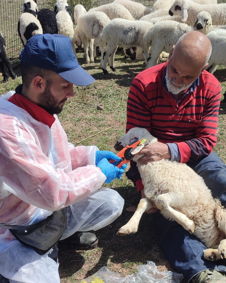 Kemah’ta küçükbaş hayvanlar aşılanarak küpeleniyor
