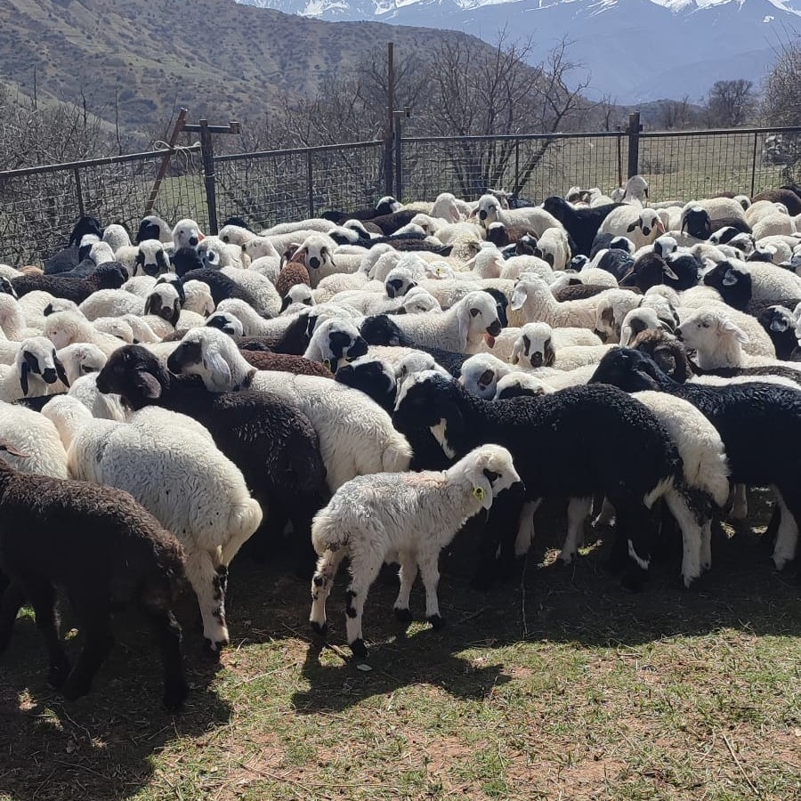 Kemah’ta küçükbaş hayvanlar aşılanarak küpeleniyor
