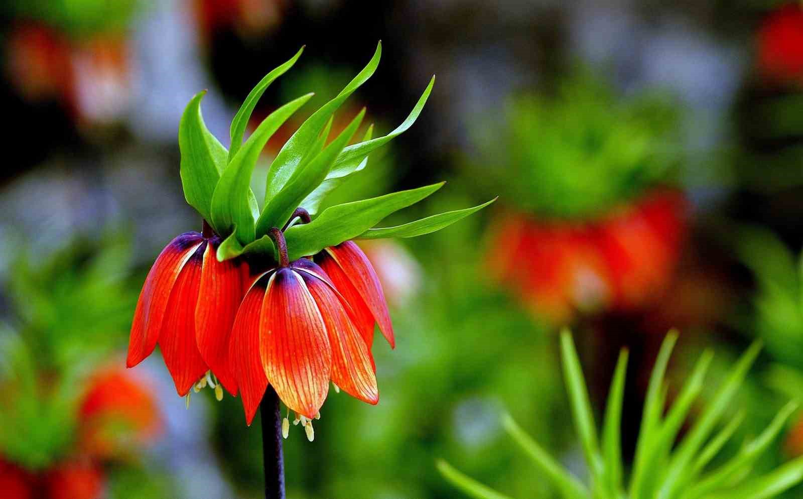 Kemaliye dağlarında ters laleler açtı
