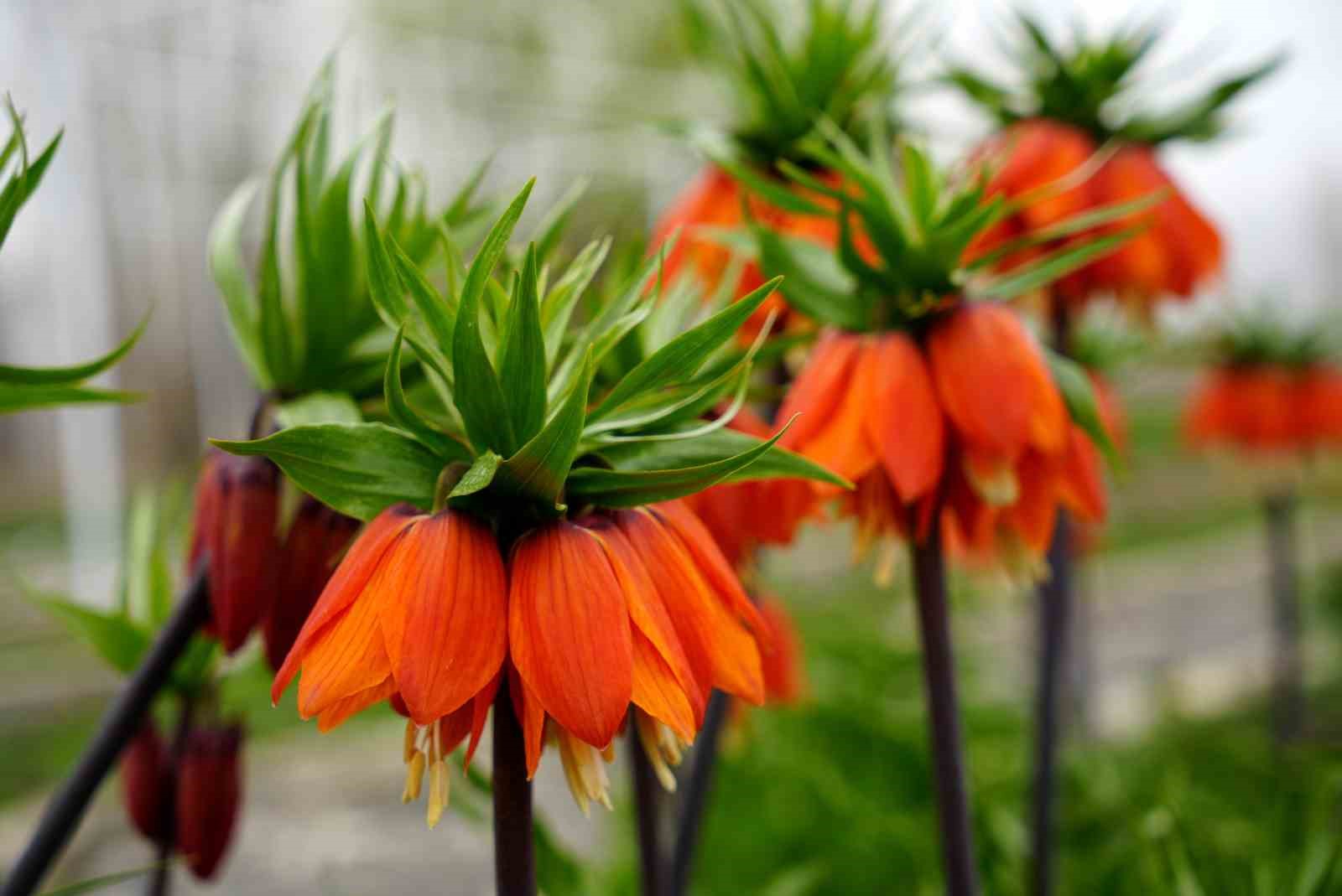 Kemaliye dağlarında ters laleler açtı

