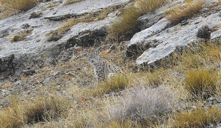 Kemaliye’de vaşak ve kızıl akbaba doğal yaşam alanlarında görüntülendi
