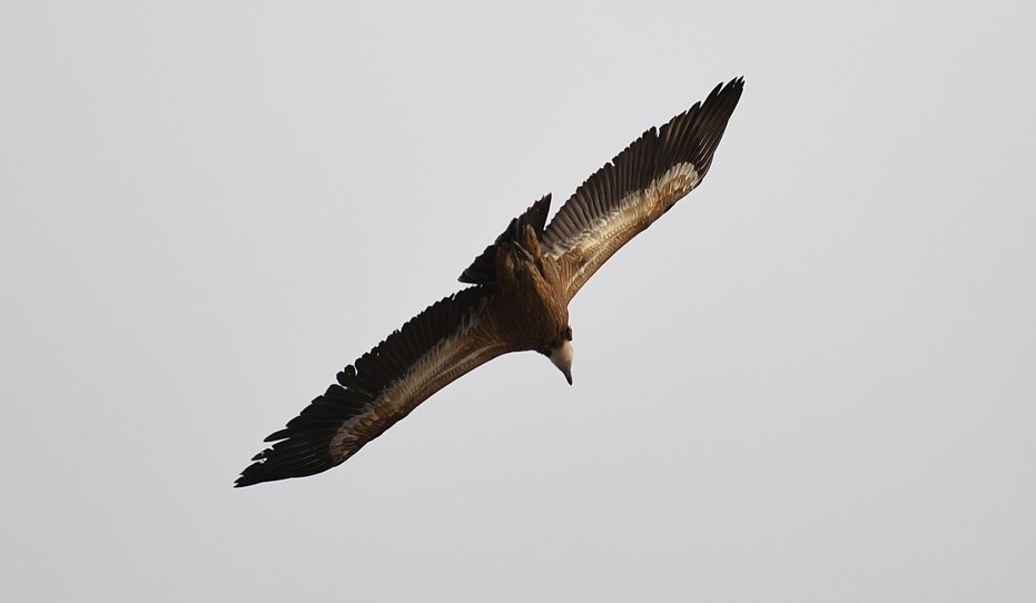 Kemaliye’de vaşak ve kızıl akbaba doğal yaşam alanlarında görüntülendi
