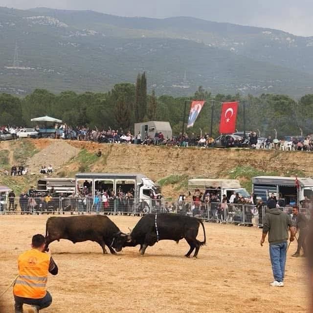 Kemalpaşa’da 3. Boğa Güreşi Festivali heyecanı

