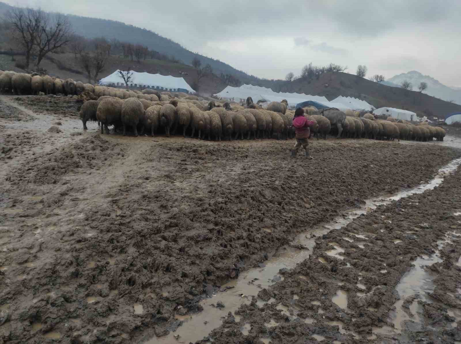 Kendisi küçük yüreği büyük: Minik Zeynep’in yeni doğan kuzuyu soğuktan korumak için gösterdiği çaba duygulandırdı
