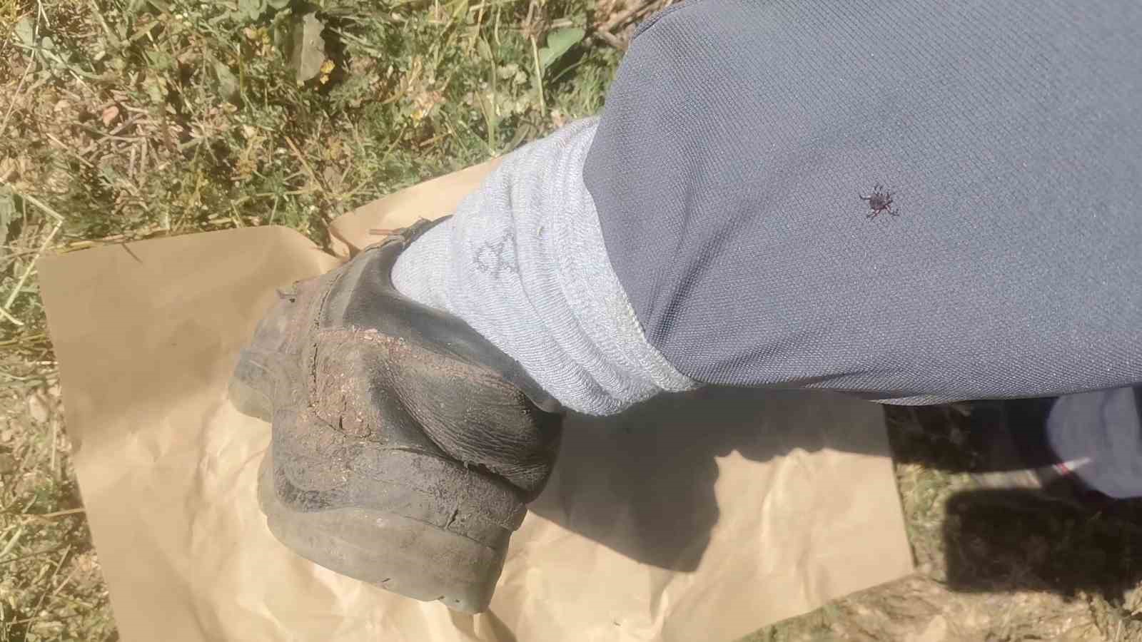 Kene kabusu geri geldi, yağışlardan dolayı bu sene popülasyon daha fazla olabilir
Kene kabusu geri geldi, yağışlardan dolayı bu sene popülasyon daha fazla olabilir