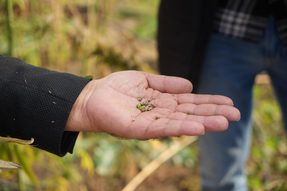 Kenevirden kauçuk, krem ve biyomalzeme: OMÜ’den çok yönlü kenevir çalışmaları
