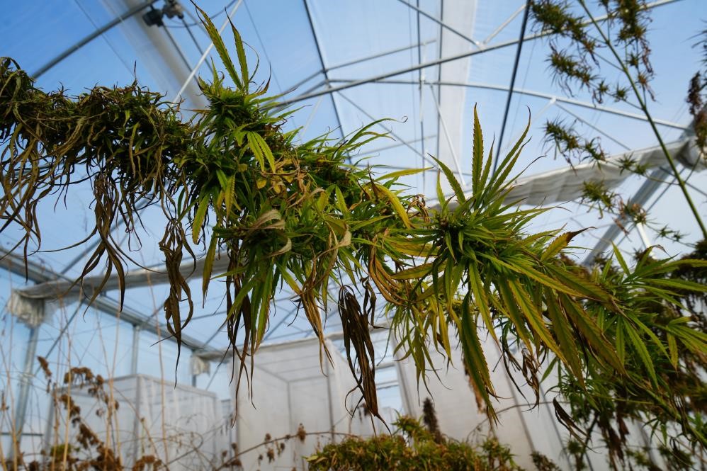 Kenevirden kauçuk, krem ve biyomalzeme: OMÜ’den çok yönlü kenevir çalışmaları
