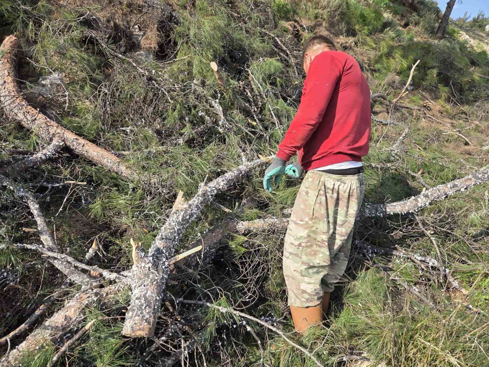 Kesilen basralı dallar arıcılar için ormana bırakıldı
