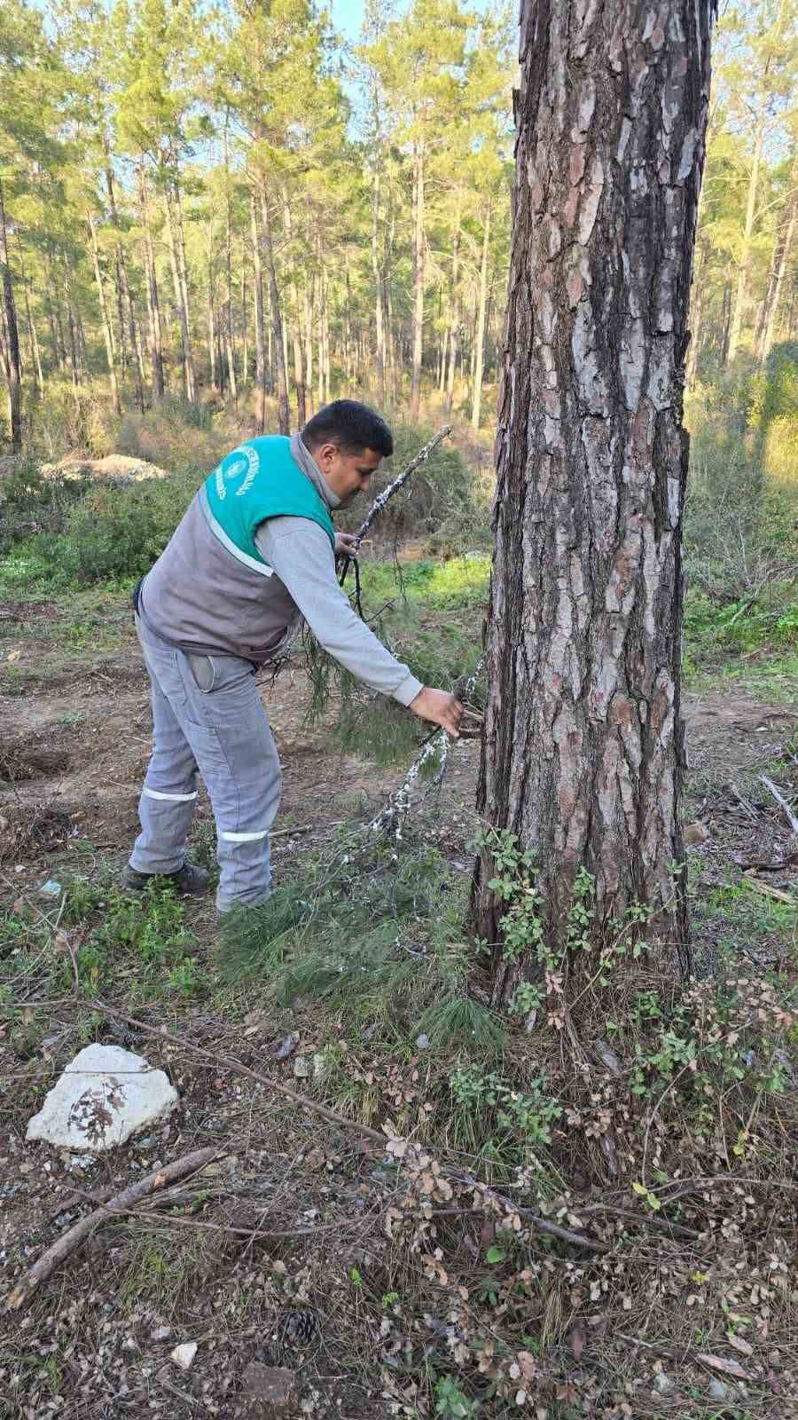 Kesilen basralı dallar arıcılar için ormana bırakıldı
