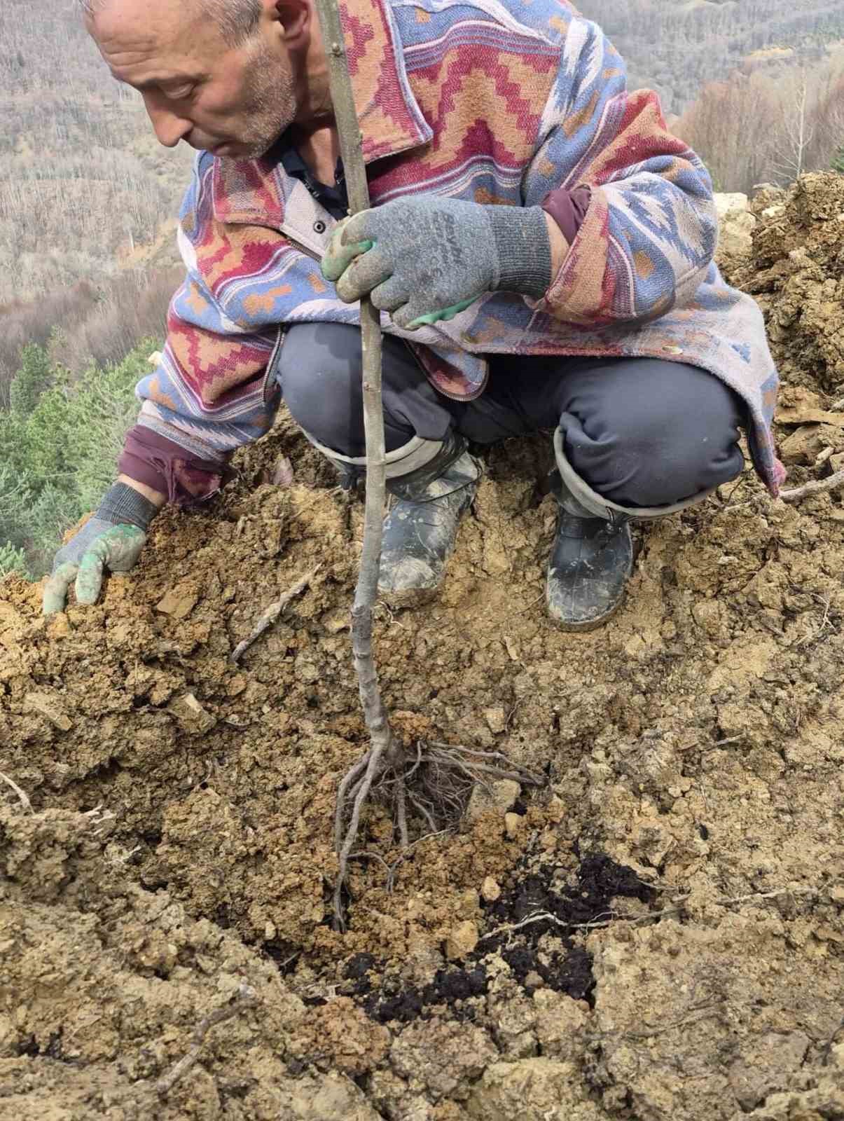 Kestane üretimi arttırılacak
