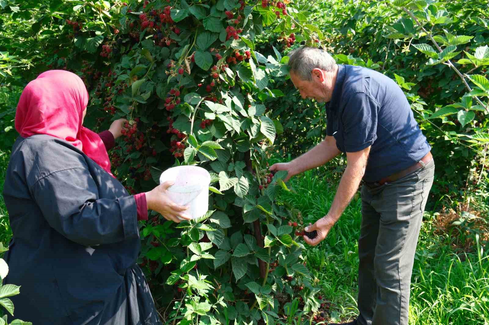 Kestel’de ahududu ve böğürtlen üretimi Sırbistan modeliyle artırılacak
